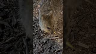 Baby Quokka in Rottnest Island Oct 2024 [upl. by Corb]