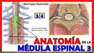 🥇 MÉDULA ESPINAL 34  Meninges Espinales Anatomía ¡Explicación fácil [upl. by Pembrook772]