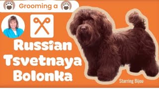 GROOMING a RUSSIAN Tsvetnaya BOLONKA plus how to make a quick SHOW BOW [upl. by Nodroj293]