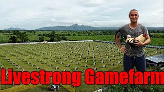 Lets Visit The Farm Of Livestrong Gamefarm [upl. by Becker524]