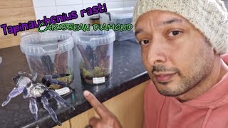 Tapinauchenius Rasti Caribbean Diamond rehouse unboxing fyp youtube [upl. by Budding]