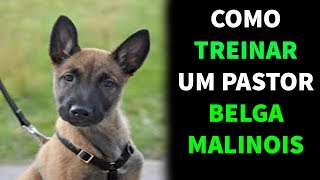 Como Treinar um Pastor Belga Malinois  1º Treinamento de Plataforma  Pastor Belga Malinois [upl. by Ayekel]