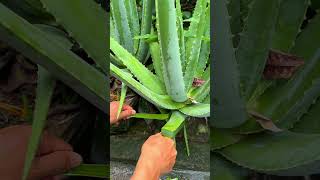 Many great uses of aloe vera shorts aloevera [upl. by Elspeth652]