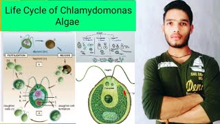 Life cycle of Chlamydomonas algae [upl. by Odella]