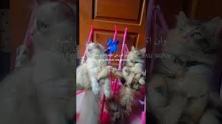 shkran lak ustadh faizar lianah ealamani ashya kathiratun 😇🙏 viralvideo funny cat [upl. by Fornof]