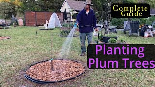 Planting plum trees  complete guide garden gardening [upl. by Merriam297]