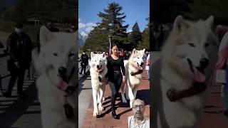 Direwolves Loves Seawall 😱l jordanchengai wolves viralvideo shortsvideo like share subscribe [upl. by Ellierim483]