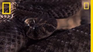 Rattlesnake vs Rat  National Geographic [upl. by Bosch]