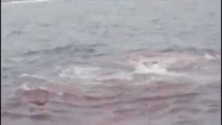 Great white shark eating elephant seal at Farallon Islands [upl. by Mettah67]