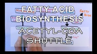 Acetyl COA Shuttle  Fatty Acid Biosynthesis  Part I [upl. by Veejar620]