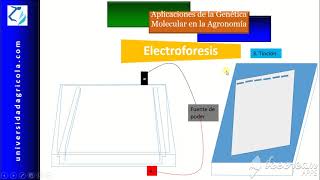 Video15 Electroforesis [upl. by Ahtenek]