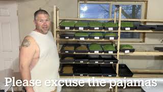 Our DIY hydroponic barley and wheat fodder system Vlog 15 [upl. by Frager]