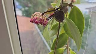 Hoya gracilis in bloom August 2024 [upl. by Yelwar]