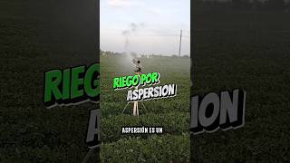 El riego por aspersion es lo mas económico riego agricola cultivo agro agricultura aspersion [upl. by Aseeral]