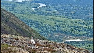 14 Jun 2024 Pair of Ptarmigans and Squirrels Bear speck family on spit exploreorg [upl. by Healey]