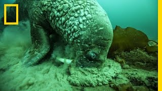 A Close Encounter With a Walrus  National Geographic [upl. by Bondy538]