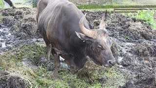 Banteng atau Kerbau atau Sapi ya  Kebun Binatang Ragunan [upl. by Harutak]