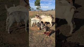 Kiko goats We supplement grain when grass goes dormant during winter [upl. by Laeno]