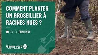 TUTO Comment planter un groseillier à racines nues   Jardinerie Gamm vert [upl. by Seaman655]