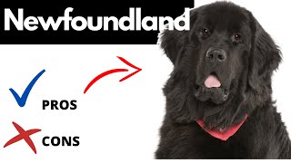 Newfoundland Dog Pros And Cons  Should You REALLY Get A NEWFOUNDLAND [upl. by Icnan]