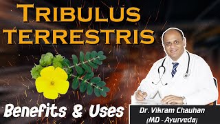 Tribulus terrestris Benefits and Uses [upl. by Natie288]