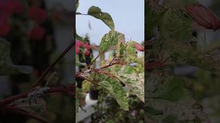 How to Get Rid of Mealybugs Naturally gardening mealybugs plants [upl. by Einafets]