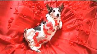 Daisy Does Daisy the Jack Russell dog acts out her favourite film scenes [upl. by Betteanne]