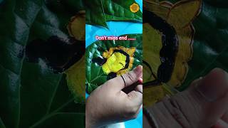 Maa durga betel leaf 🌿 art 😱 please support me 🙏viralvideo shorts leafart [upl. by Nileve693]