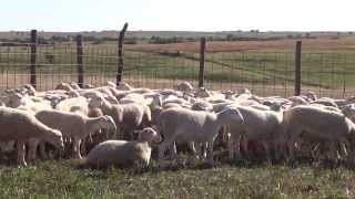 Dorper Ewes [upl. by Baumann]