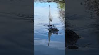 Great egret rides Big George the Alligator youtubeshorts shorts alligator [upl. by Kcirdorb460]