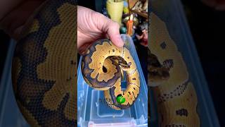 Shipping a ball python molinarosnakelab clownballpython reptiles snakes shippingsnakes diy [upl. by Grote757]