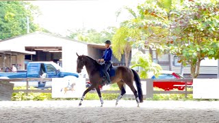 Dressage rider biomechanics how to improve connection straightness and throughness in your horse [upl. by Cordi646]