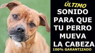 SONIDO PARA QUE TU PERRO MUEVA LA CABEZA 🐶 🐕🎶💚🐕‍🦺👉Sonidos para hacer MOVER la CABEZA tu PERRO [upl. by Purvis113]