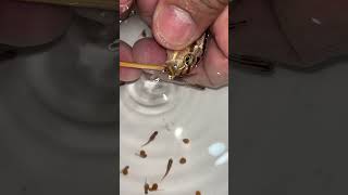 auratus cichlid fish gives birth to 20 baby fish 🥰🐳👍🙏 cichlid animals fish [upl. by Delia]