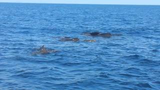 Avvistamento Cetacei  Mar Ligure [upl. by Telracs]