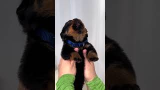 1 week old cute little angel Rottweiler Puppy ❤️ [upl. by Walcott]