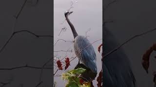 Fish jumping out of the water next to Heron Praise Yeshua forever [upl. by Llerrom145]