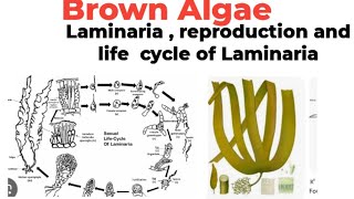 BScMScBrown AlgaeLaminariaplant body reproductionand life cycle [upl. by Stern]