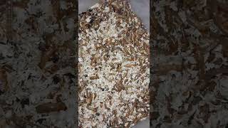 Mealworm mealwormfarming MealwormHUB birdfood frass cayotin food prorgrass reel videoshort [upl. by Notsgnal]