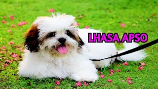 Facts about the Lhasa Apso breed [upl. by Risa403]