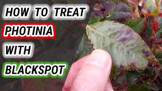 How To Treat Red Tip Photinia With Black Spot Tips You NEED To Know [upl. by Eeloj]