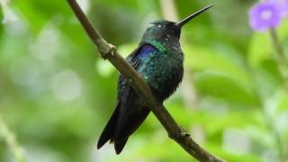 Greencrowned Woodnymph 2 Buenaventura Reserve Ecuador [upl. by Drawdesemaj]