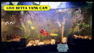 Live Aquarium🐟Tangerine Koi Betta shrimps🦐 Trumpet Snails🐌Fish Tank Cam🐠No sound Relaxing video [upl. by Assenat]