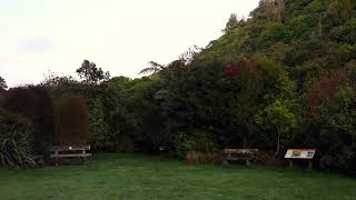 Relaxing New Zealand Soundscape  Native Bird Dawn Chorus [upl. by Ahsik971]