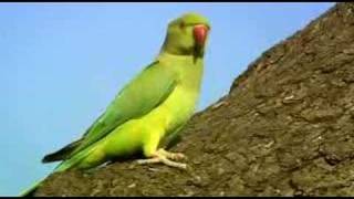 BBC2  The Great British Parakeet Invasion [upl. by Ingelbert]