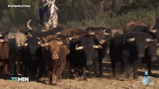 75 minutos  La cría de toros de lidia [upl. by Htenywg]