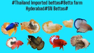 Thailand Imported bettasSN Betta farm Hyderabad [upl. by Carmena]