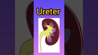 Ureter medstudent anatomy mbbs bams bhms ayurveda medicomedicosureter shortsviralvideo [upl. by Ariane]