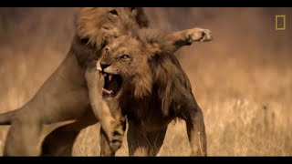 Tres leones se enfrentan a un macho que invade su territorio  National Geographic España [upl. by Holt]