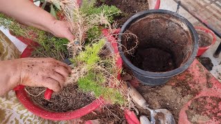 Repotting My Foxtail Fern Plants Gardening Works VLOG  Fun Gardening [upl. by Assiralc]